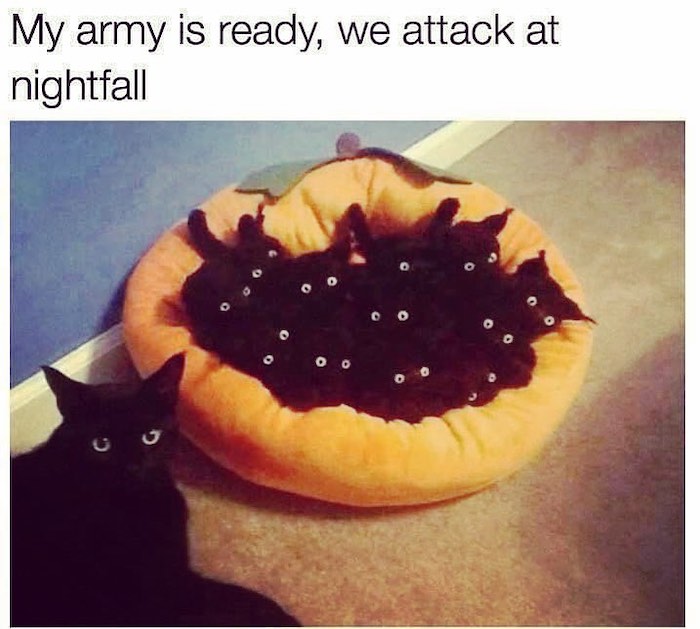 Black-Cat-Meme-2.jpg