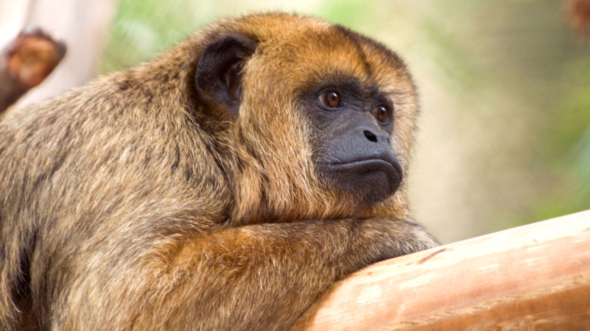 Black-Howler-Monkey-0029-1920x1080-4290149296.jpg