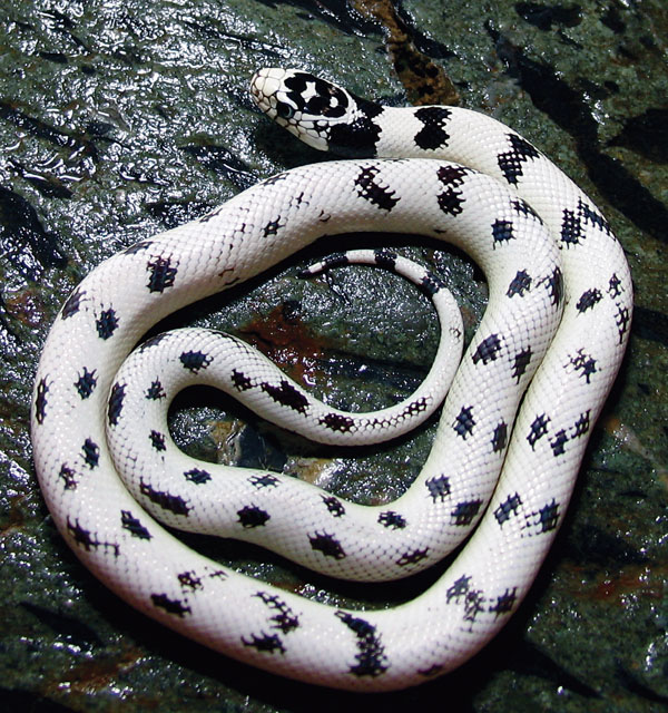 California-Kingsnake2.jpg