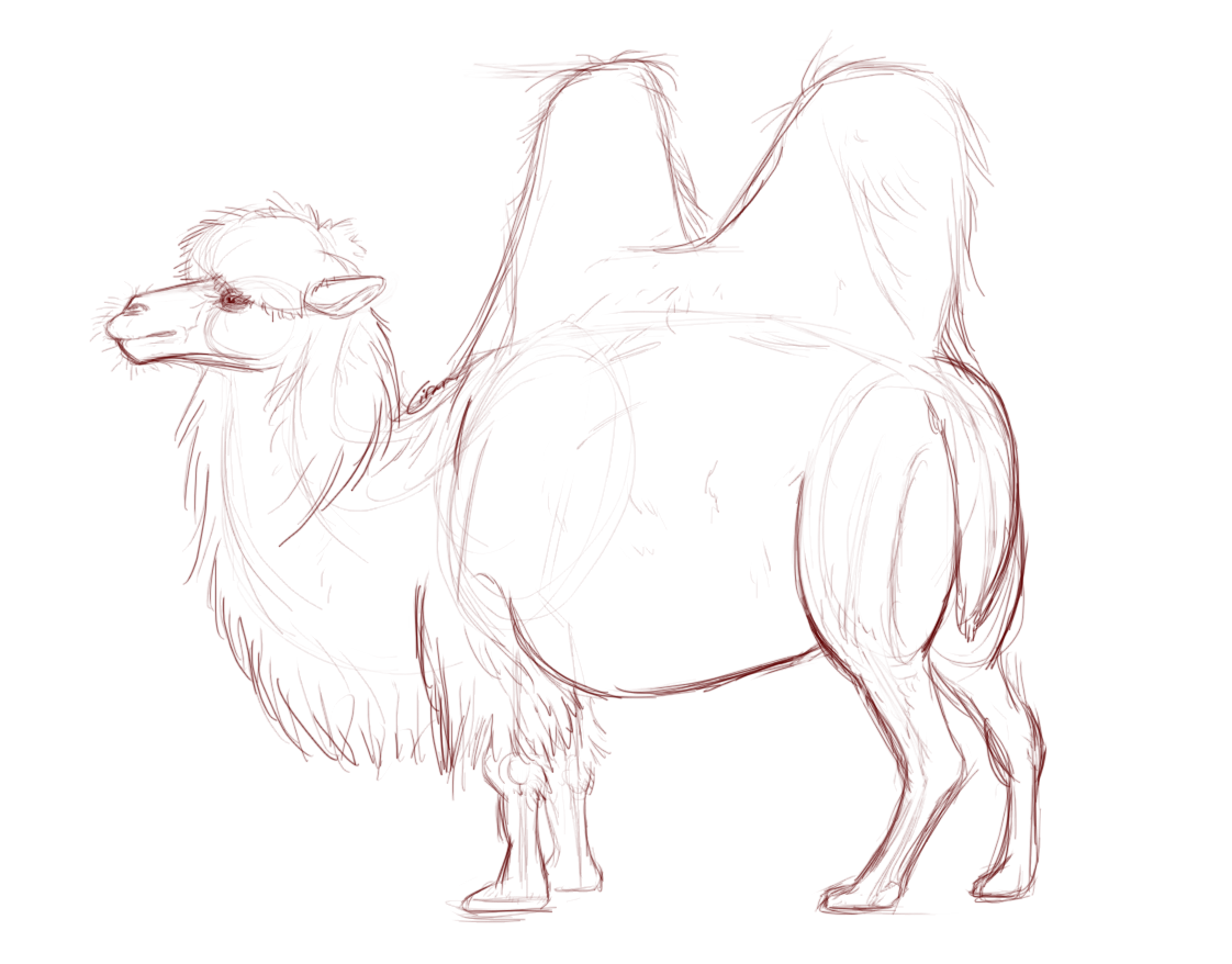 camel.png