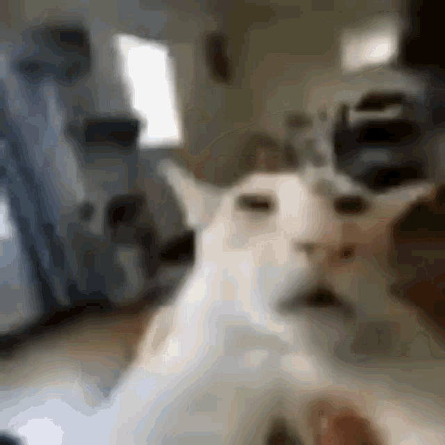 cat (1).gif