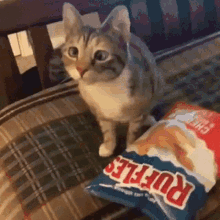 cat-chips.gif