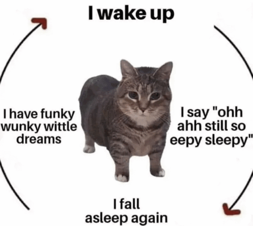 cat-eepy-cat.gif