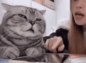 cat-explain.png