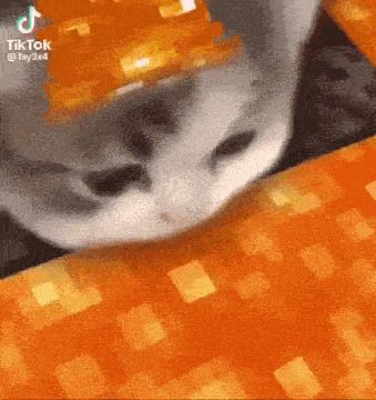 cat.gif