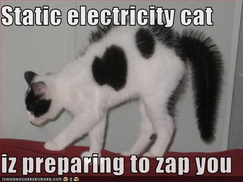 cat.jpg