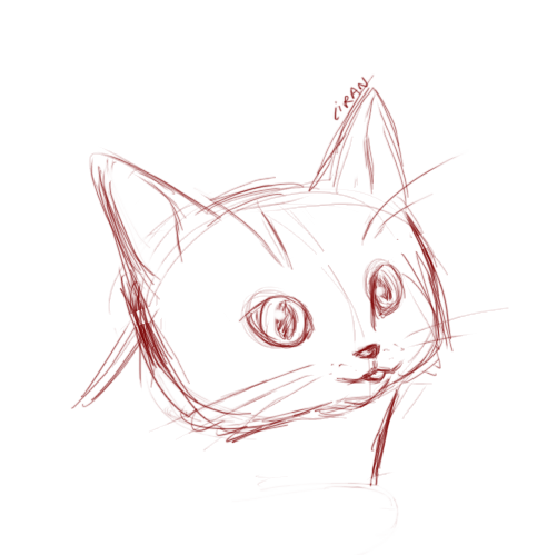cat.png