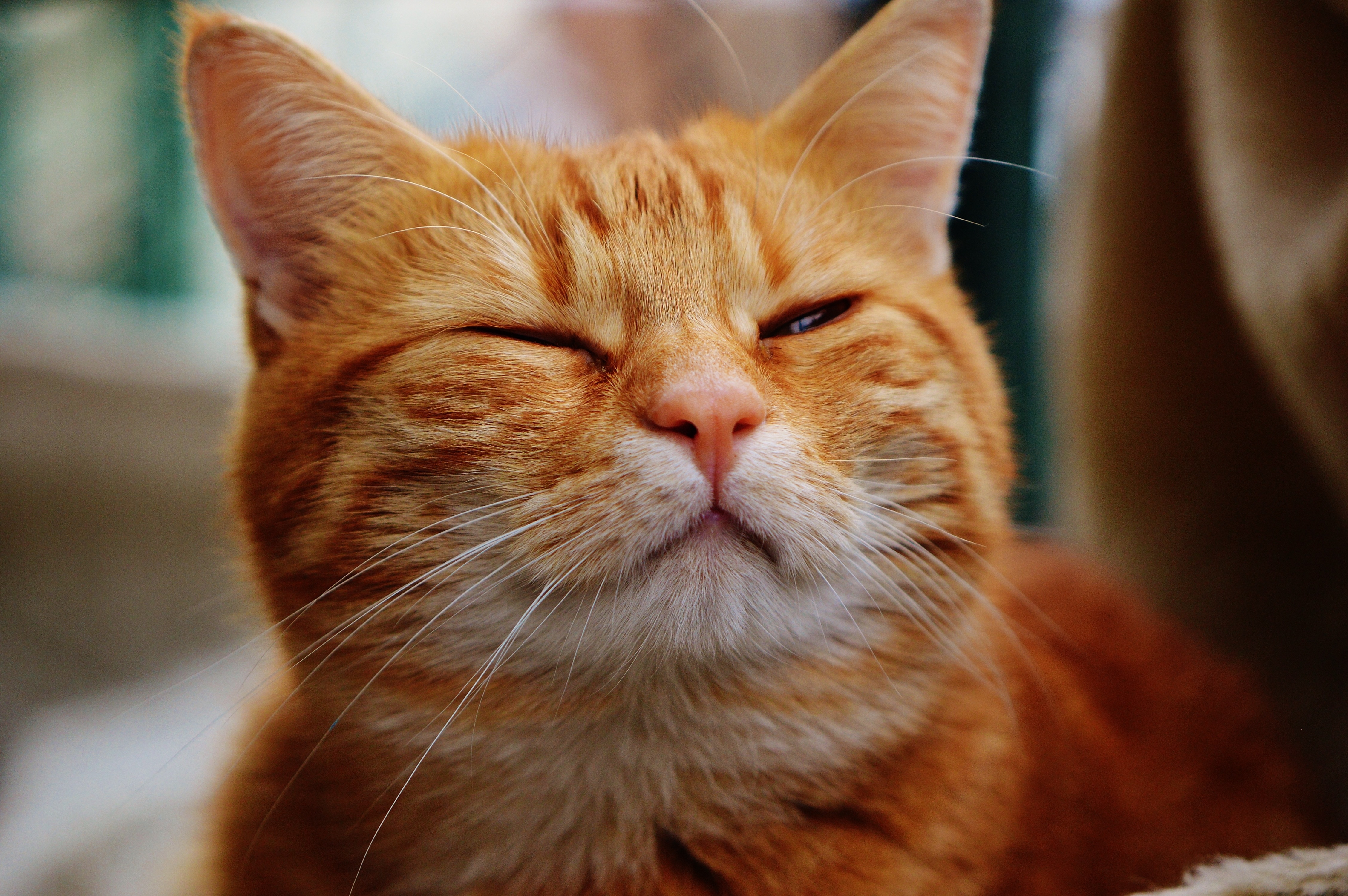cat-red-cute-mackerel-tiger-sweet-wallpaper.jpg