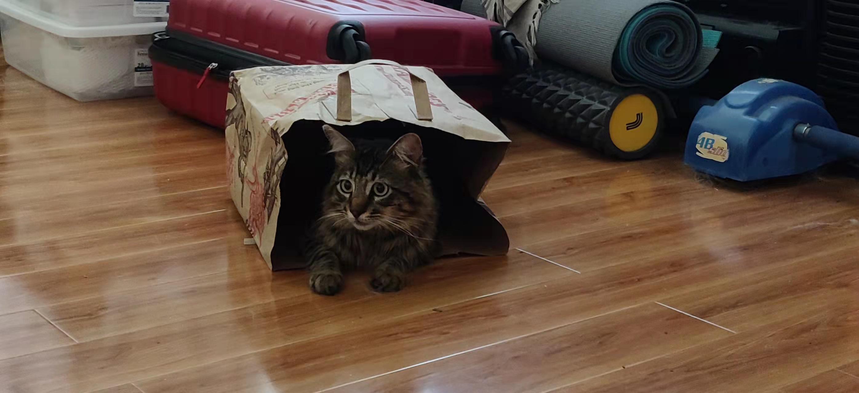 cat6.jpeg