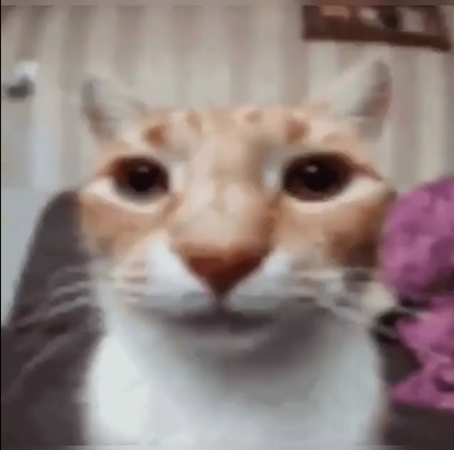 catFace2.png