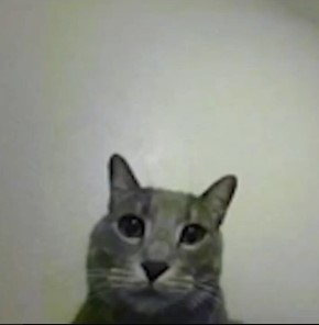 catFuckYou.jpg