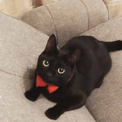 catinabowtie.gif