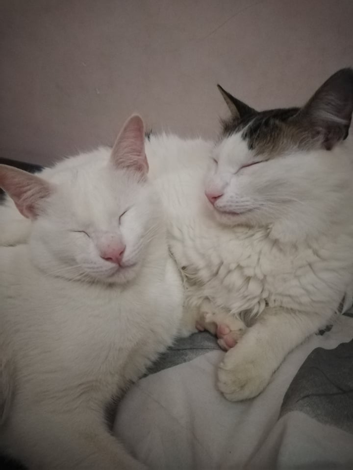cats.jpg