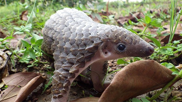 chinese-pangolin-baby.jpg