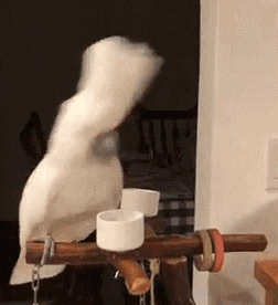 cockatoo2.gif