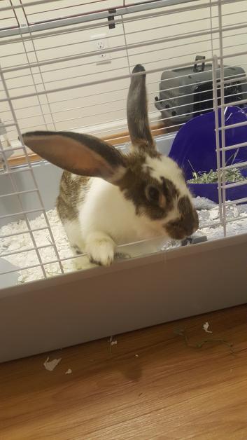 coco.jpg