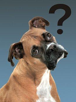 confused-dog.jpeg