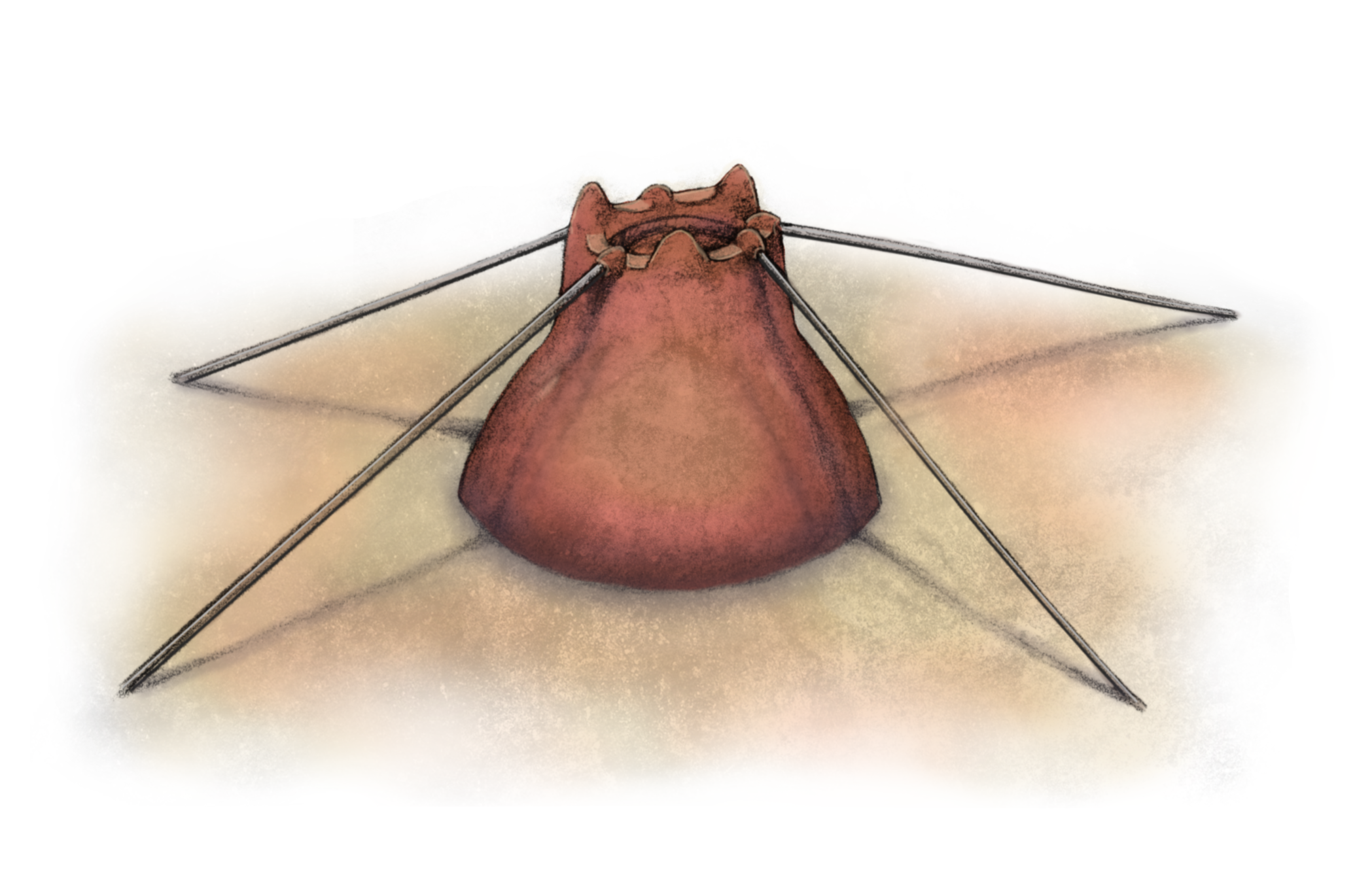 Coronacollina_acula_Illustration_by_Pennetta.png
