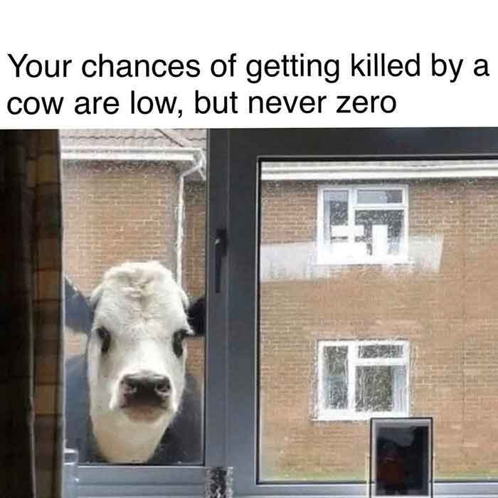 COW.jpg