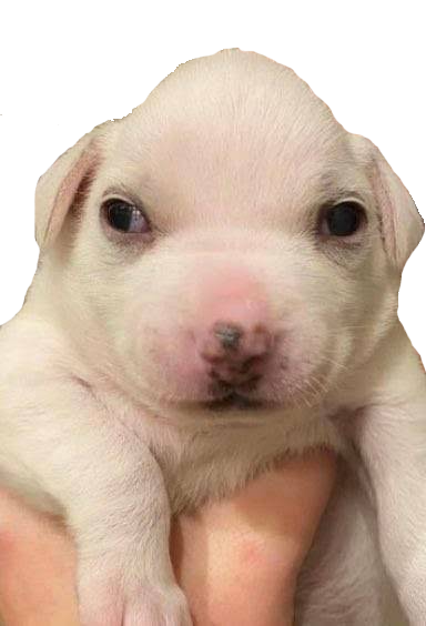 cubby_tsp.png
