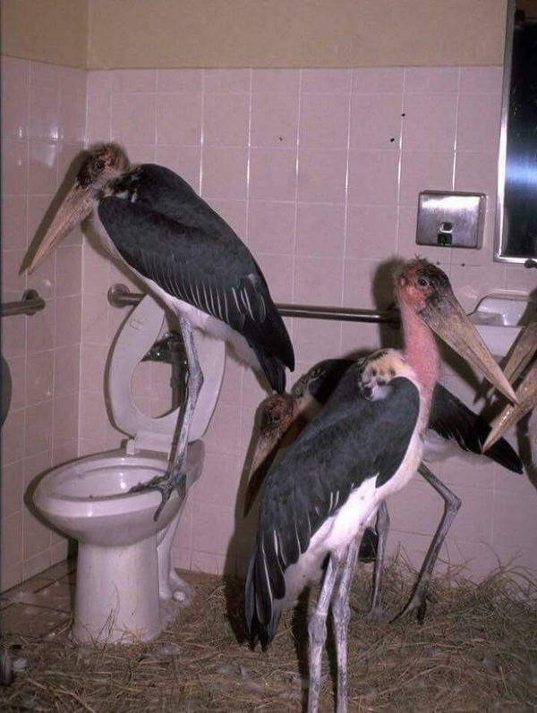 cursed_bathroom_by_toasterlobsters_dcn73tc-fullview.jpg