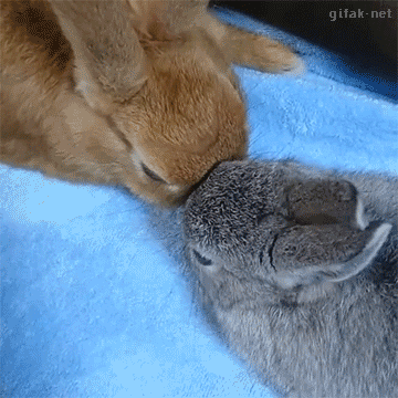 cute-bunny-gifs-with-our-powers-combined.gif