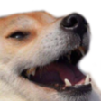 cwldog.png