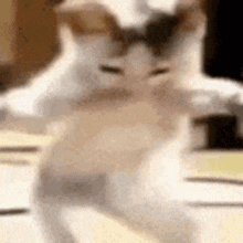 dance.gif