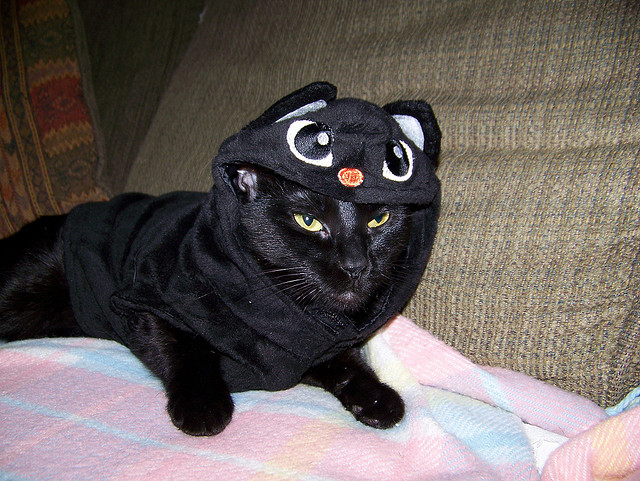 Dead Black Cats_6.jpg