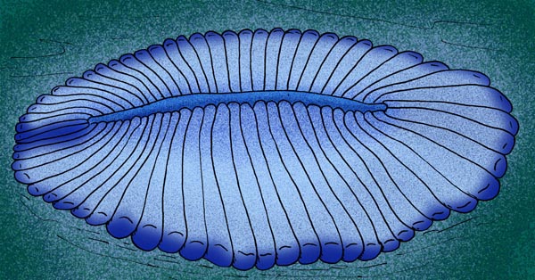 Dickinsonia_costata_A.jpg