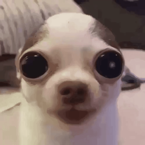 dog-heavy-breathing.gif