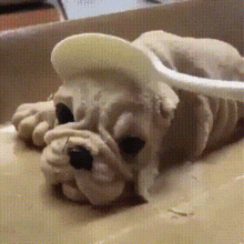 dog-wtf-shookt.gif