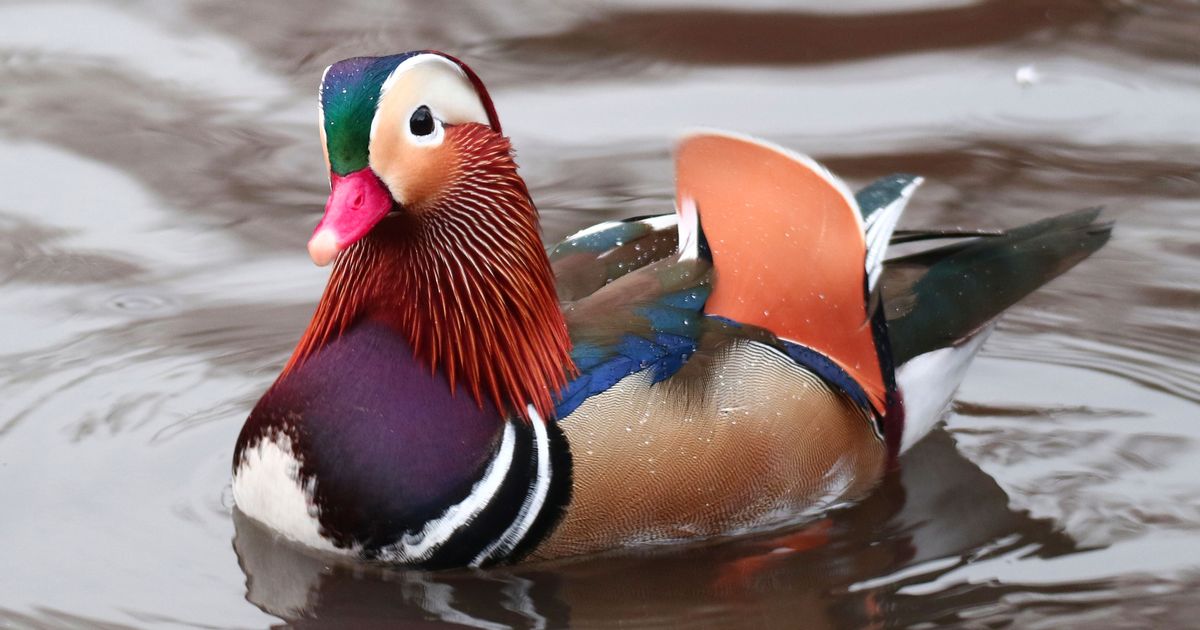 duck.jpeg