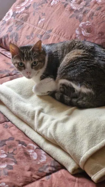 fifi blanket.png