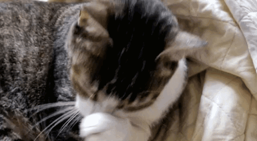 fifilick.gif