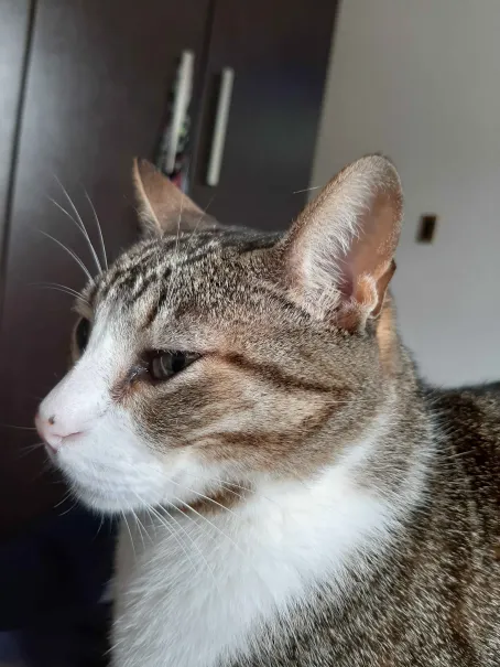 fifimew.png