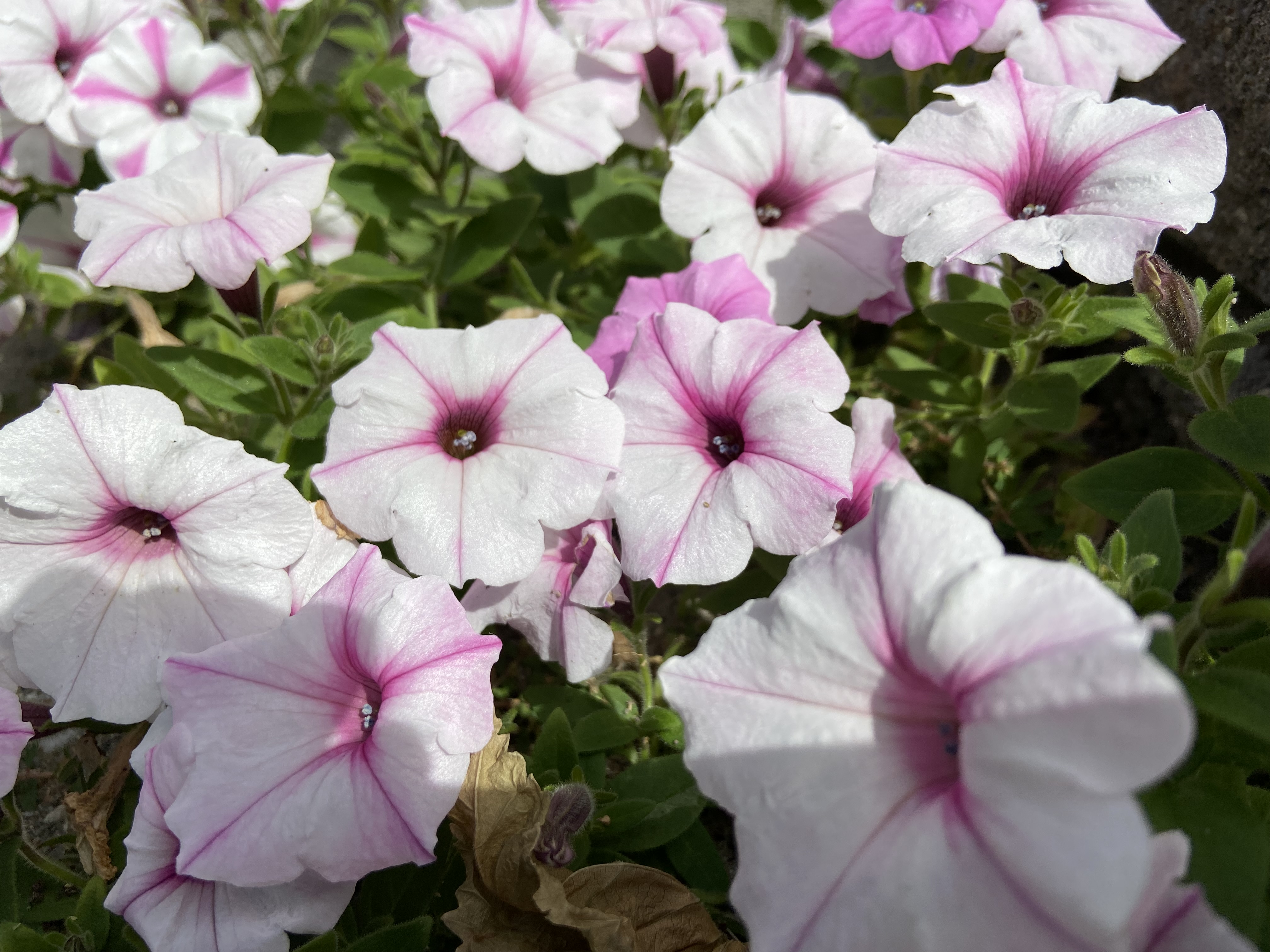 Social The Smogon Photo Album Page 190 Smogon Forums