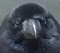 fred.PNG