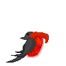 Frightate Male.png