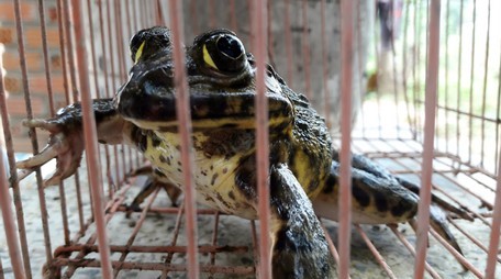 frog-confined-cage-260nw-1464543230.jpg