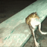 frog-sitting.gif