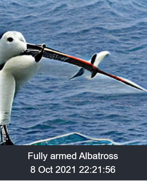 fully armed albatross.png