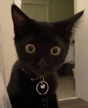 funny-cat-286x350.jpg