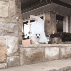 funny-gif-dog-falling-stairs-explosion.gif