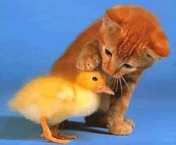 gato-pato.gif