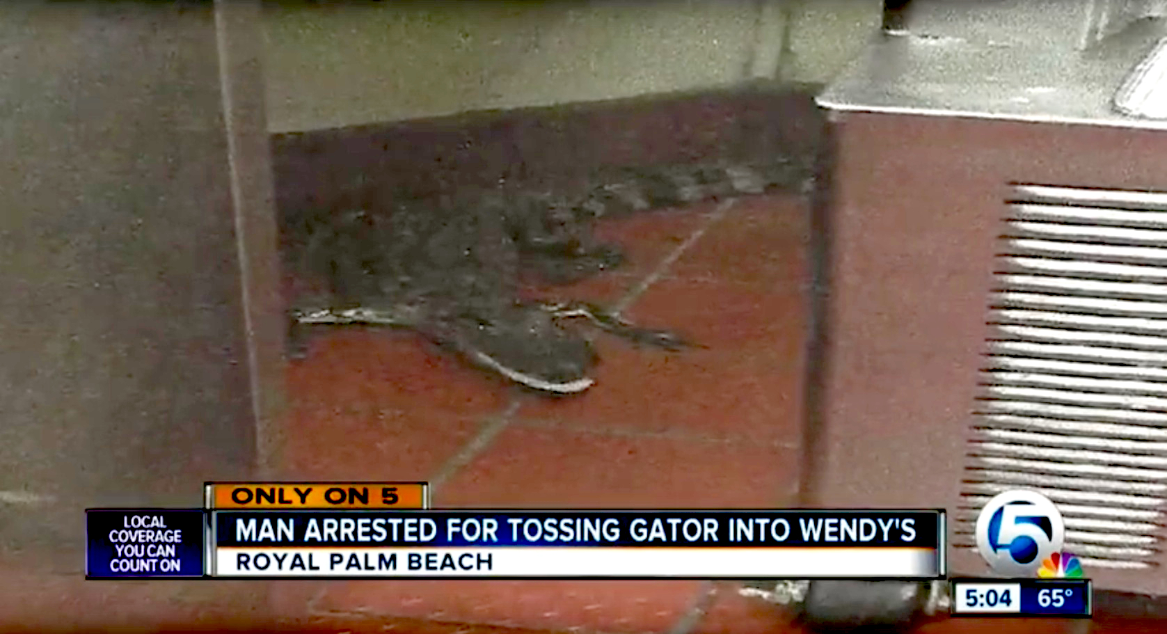 gator.jpg