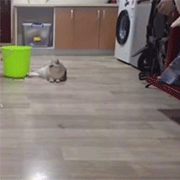 get-flipped.gif