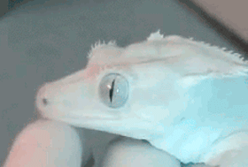 gplus2163906423978649102.gif