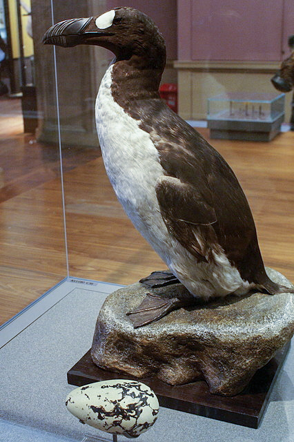 Great_Auk_(Pinguinis_impennis)_specimen,_Kelvingrove,_Glasgow_-_geograph.org.uk_-_1108249.jpg