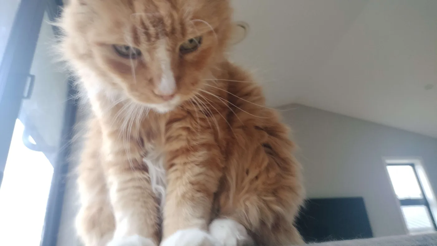 griffinpaw.png